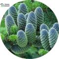 Fir Tree Seeds - 30 Pcs Seeds. 