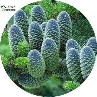 Fir%20Tree%20Seeds%20-%2030%20Pcs%20Seeds%20-%20Image%202
