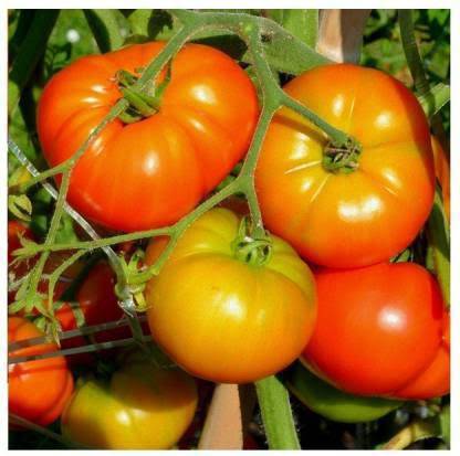 F1%20Hybrid%20Tomato%20Seeds%2020%20pcs%20-%20CityBD%20Mart%20%E0%A6%9F%E0%A6%AE%E0%A7%87%E0%A6%9F%E0%A7%8B%20%E0%A6%AC%E0%A7%80%E0%A6%9C%20-%20Image%203