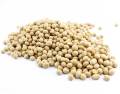 Soybean Seeds/ Soybean Bichi/Bij-  500 gm. 