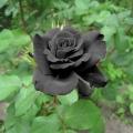 Black Rose Flowers Seeds 10 Pis + Gift.
