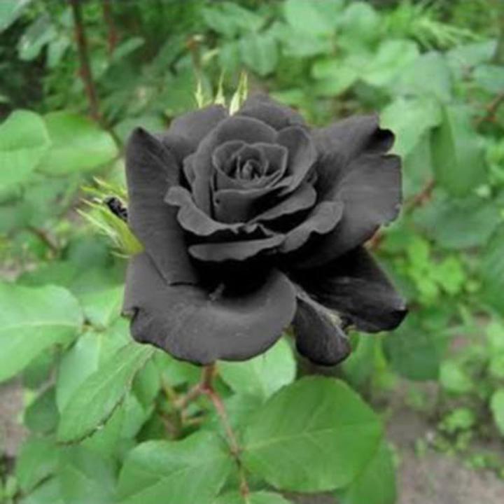 Black Rose Flowers Seeds 10 Pis + Gift