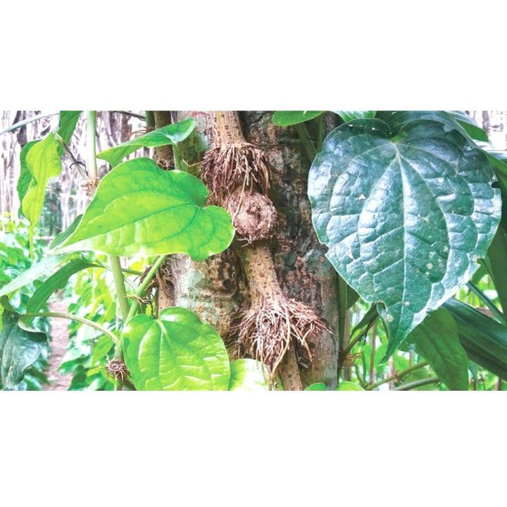 খুলানার বিখ্যাত চুই ঝাল