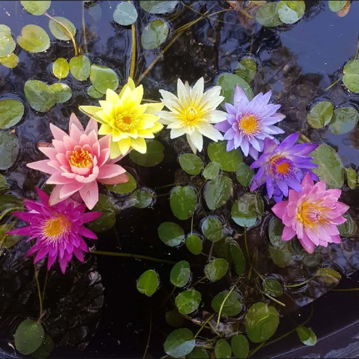 Global%20Bowl%20Water%20Lily%20(Lotus)%20Multicolor%20Seeds-%205%20Pcs%20Seeds%20-%20Image%202