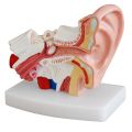 2020 Hot Deals 2 Pcs Human Anatomical Nasal Cavity Throat Anatomy Medical Model for Science Classroom Study Display Teaching Medical Model 1.5 Times Human Ear Anatomy Model.