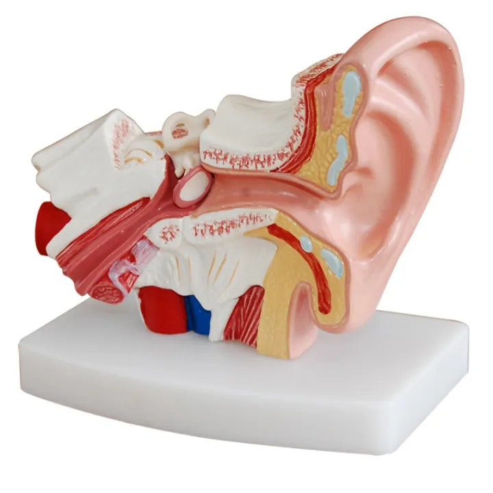 2020%20Hot%20Deals%202%20Pcs%20Human%20Anatomical%20Nasal%20Cavity%20Throat%20Anatomy%20Medical%20Model%20for%20Science%20Classroom%20Study%20Display%20Teaching%20Medical%20Model%201.5%20Times%20Human%20Ear%20Anatomy%20Model%20-%20Image%209