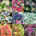 Japanese Coleus Bonsai Tree Seeds -15 pcs seeds. 