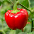 Newfangled - 4 color capsicum seeds 15 seeds total. (green, yellow, purple, red) - Tools, DIY & Outdoor - Modern and Trendy.