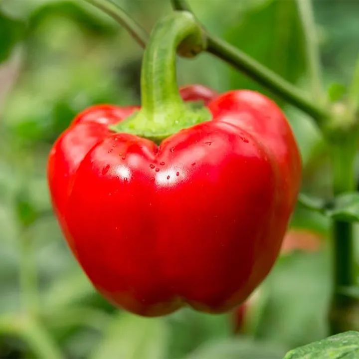 Newfangled%20-%204%20color%20capsicum%20seeds%2015%20seeds%20total.%20(green,%20yellow,%20purple,%20red)%20-%20Tools,%20DIY%20&%20Outdoor%20-%20Modern%20and%20Trendy%20-%20Image%203