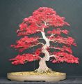 Japanese Bonsai Mini Red Maple Tree  -15 Pcs Seeds. 