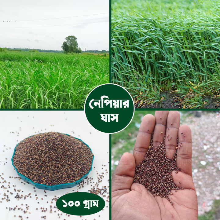 নেপিয়ার ঘাসের বীজ ১০০ গ্রাম