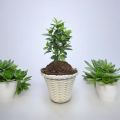 Planter Bamboo Resin Flower Pot7.5 inch Cane Planter With tray 1 pcs.