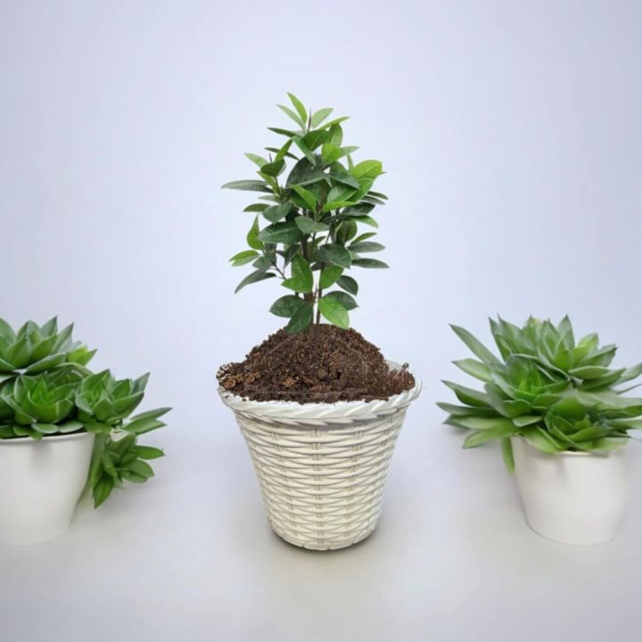 Planter%20Bamboo%20Resin%20Flower%20Pot7.5%20inch%20Cane%20Planter%20With%20tray%201%20pcs%20-%20Image%206