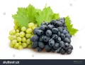 All Season Rare Mix Grape Seeds -20 Pcs Seeds. 