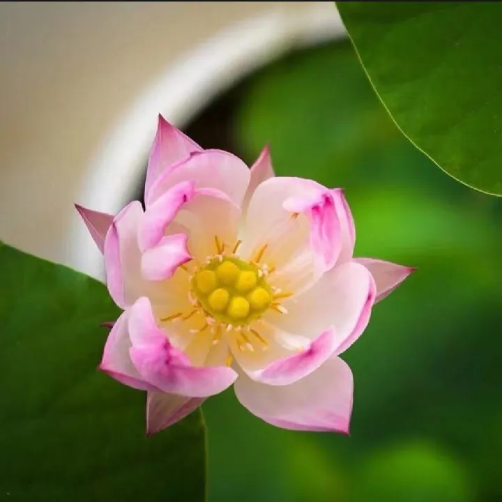 Thai%20Bowl%20Lotus%20Flower%20Seeds%20-%205%20Seeds%20(%20Germination%20100%25)%20-%20Image%206