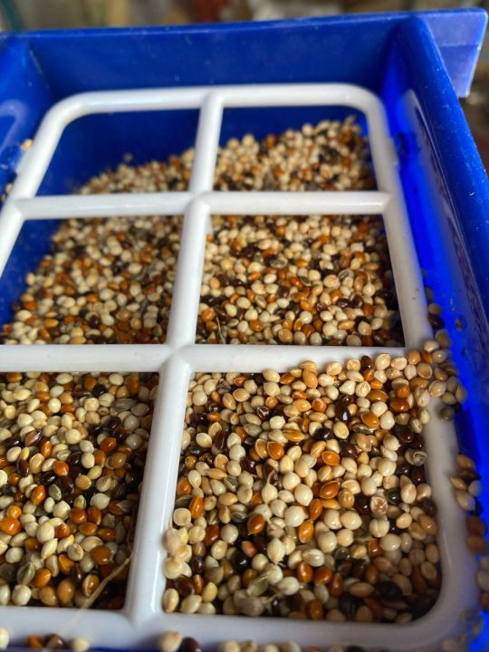 Premium%20Bird%20Food%20Pot%20%E2%80%93%20Durable%20&%20Easy%20to%20Clean%20Feeder%20(1pcs)%20%7C%20Bangladesh%20-%20Image%204