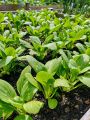 Bok Choy Seed - 05/10 gm Seed of Pok choy Bati Shak Seed - পক চয় বা বাটি শাকের বীজ.