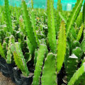 Red Dragon Tree 5 pcs For Home Gardening - Cutting of Dragon Fruit Plant. 