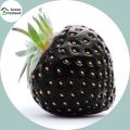 Black Strawberry Seeds(???? ????????? ???) - 30 Pcs Seeds. 