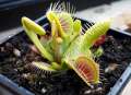 10 Pcs Seeds Global Insectivorous Dionaea Muscipula flytrap Seeds. 