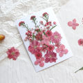 Sweet Journal 18PCS Pressed Flower Mixed Dried Flowers Natural Floral DIY Crafts Scrapbooking Resin Art Journaling Decorative.