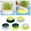 Box Cats Snack Tray Cats Grass Planting Box Tray Green Base Yellow.