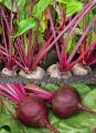 Beetroot Seed - 03/06/10 gram Seed - বিটরুট / বিটকপি লাল বীট এর বীজ.