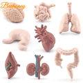 8pcs Simulation Human Body Organ Model Brain Heart Lung Liver Stomach Kidney Science Educational Toys Teaching Aids. 