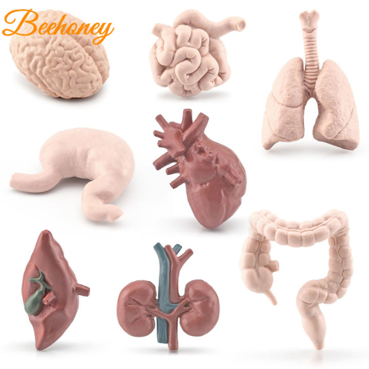 8pcs Simulation Human Body Organ Model Brain Heart Lung Liver Stomach Kidney Science Educational Toys Teaching Aids