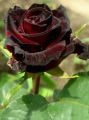 Global Red Night Black Roses Flower Seeds - 30+ Pcs Seeds. 