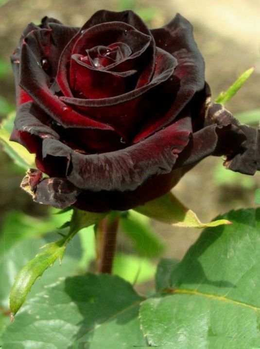 Global%20Red%20Night%20Black%20Roses%20Flower%20Seeds%20-%2030+%20Pcs%20Seeds%20-%20Image%205