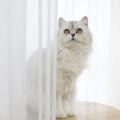 Window White Sheer Curtains 84 Inches Long 2 Panels Sheer White Curtains Clear Curtains Basic Rod Pocket Panel. 