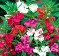 দোপাটি ফুলের বীজ- ১৫ টি - Balsam Flower Mix Color. 