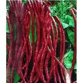 Hybrid Red String Beans Borboti 10 pcs Seeds. 