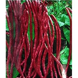 Hybrid%20Red%20String%20Beans%20Borboti%2010%20pcs%20Seeds%20-%20Image%202