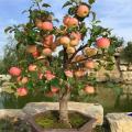 Apple Bonsai Tree Seeds -15 Pcs (Global Seeds). 
