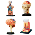 Human Body Model Removable Parts Education Organs Model(Muscle Model). 
