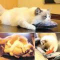 5PCS Catnip Fish Toys for Cat 20Cm Cat Toys Cat Fish Pillow Cat Catnip Toys. 