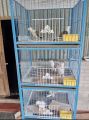 Nut System Folding Pigeon Cage – Durable 13no. Wire with Plastic Coating, China Model, Spacious 24"×18"×14" Size | Easy Assembly & Storage | Bird & Pet Supplies (2025).