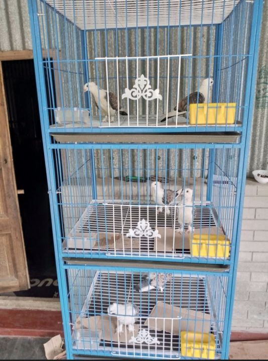 Nut%20System%20Folding%20Pigeon%20Cage%20%E2%80%93%20Durable%2013no.%20Wire%20with%20Plastic%20Coating,%20China%20Model,%20Spacious%2024"%C3%9718"%C3%9714"%20Size%20%7C%20Easy%20Assembly%20&%20Storage%20%7C%20Bird%20&%20Pet%20Supplies%20(2025)%20-%20Image%203