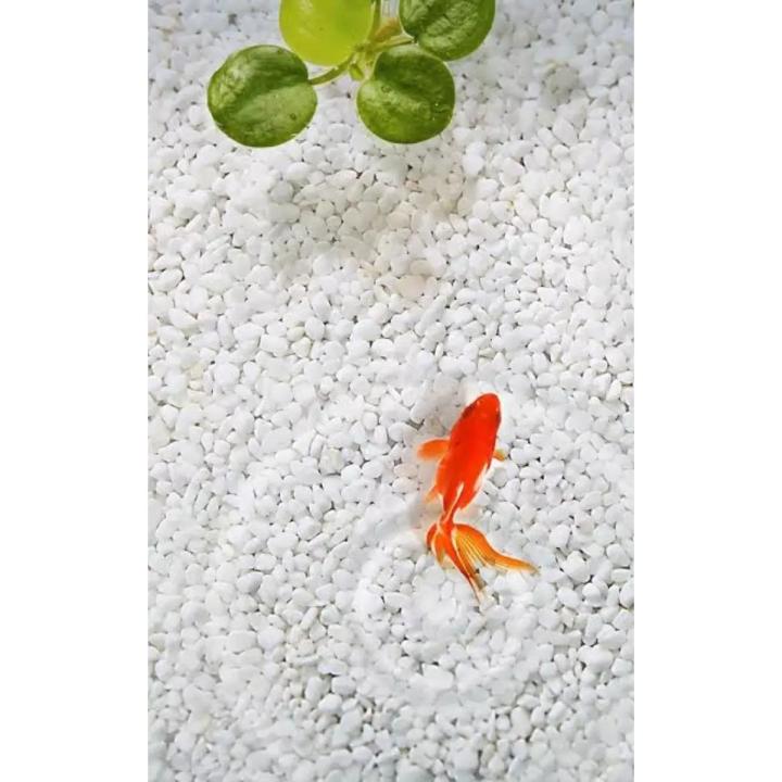 Image showcasing Aquarium White Stone For Decoration 4KG | Daraz.com.bd