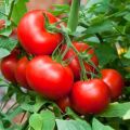 9.9 Mega Sale Assorted Vegetable Seed Combo Pack for Gardening and Homegrown Herbs.