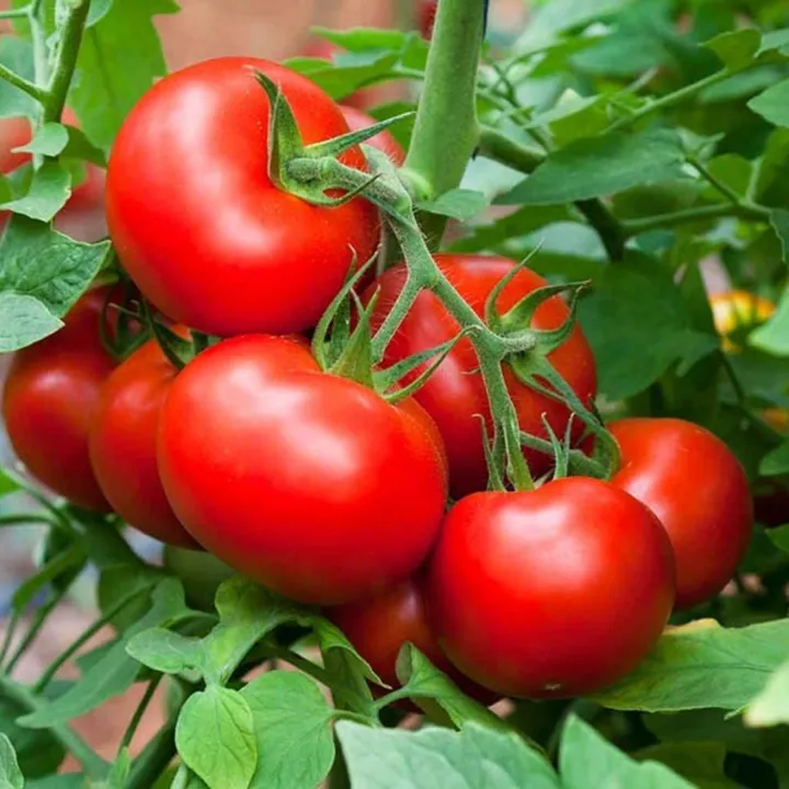9.9%20Mega%20Sale%20Assorted%20Vegetable%20Seed%20Combo%20Pack%20for%20Gardening%20and%20Homegrown%20Herbs%20-%20Image%204