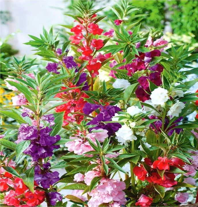 %E0%A6%A6%E0%A7%8B%E0%A6%AA%E0%A6%BE%E0%A6%9F%E0%A6%BF%20/%20Balsam%20Flower%20Seed%20-%2020/40%20pcs%20Mixed%20Colo%20For%20All%20Season%20Imported%20Hybrid%20Seed%20-%20%E0%A6%A6%E0%A7%8B%E0%A6%AA%E0%A6%BE%E0%A6%9F%E0%A6%BF%20%E0%A6%AB%E0%A7%81%E0%A6%B2%E0%A7%87%E0%A6%B0%20%E0%A6%AC%E0%A7%80%E0%A6%9C%20%E0%A6%AE%E0%A6%BF%E0%A6%95%E0%A7%8D%E0%A6%B8%E0%A6%A1%20%E0%A6%95%E0%A6%BE%E0%A6%B2%E0%A6%BE%E0%A6%B0%20-%20Image%207