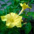 Sondha Maloti Flower Seeds I Mirabilis Jalapa I Marvel of Peru Seed I Four o'clock Flower Seed (10 Pieces).