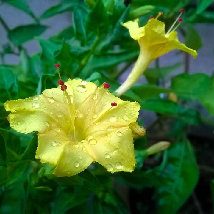 Sondha%20Maloti%20Flower%20Seeds%20I%20Mirabilis%20Jalapa%20I%20Marvel%20of%20Peru%20Seed%20I%20Four%20o'clock%20Flower%20Seed%20(10%20Pieces)%20-%20Image%207