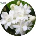 All Season Gardenia Bulbs Jasmine Flower Seeds(জেসমিন ফুলের বীজ) - 10 Pcs Seeds. 