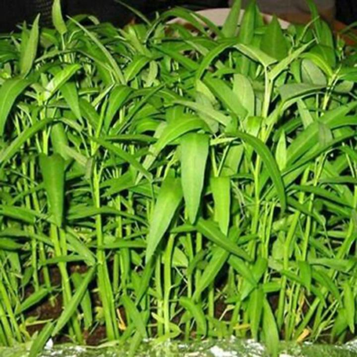 Best HD Pictures about  Water Spinach Seedlings  with No AI Images
