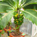 100Pcs Garden Banana Seeds Outdoor Dwarf Fruit Trees Banana Milk Taste Perennial Potted Fruit. 