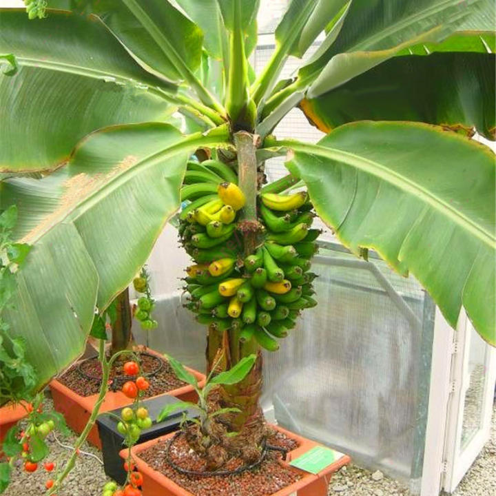 100Pcs%20Garden%20Banana%20Seeds%20Outdoor%20Dwarf%20Fruit%20Trees%20Banana%20Milk%20Taste%20Perennial%20Potted%20Fruit%20-%20Image%206